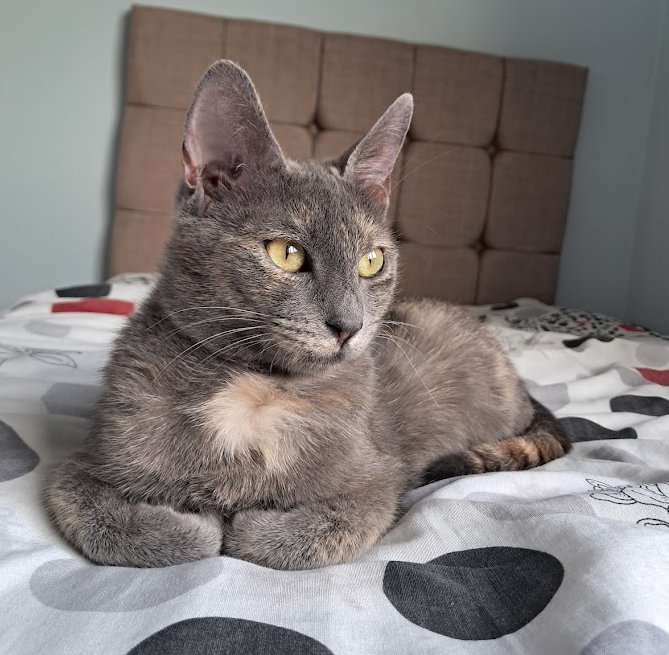 cat1