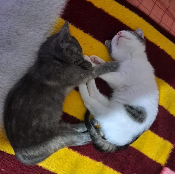 cat10