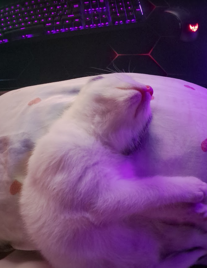 cat11