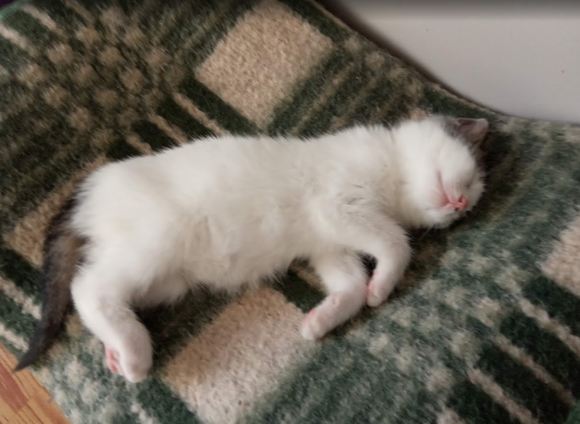 cat13