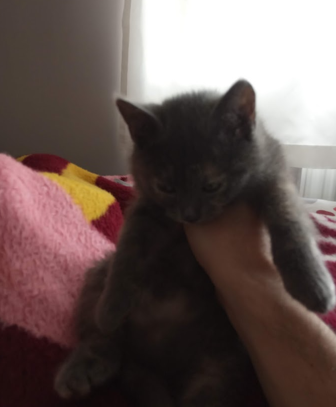 cat15