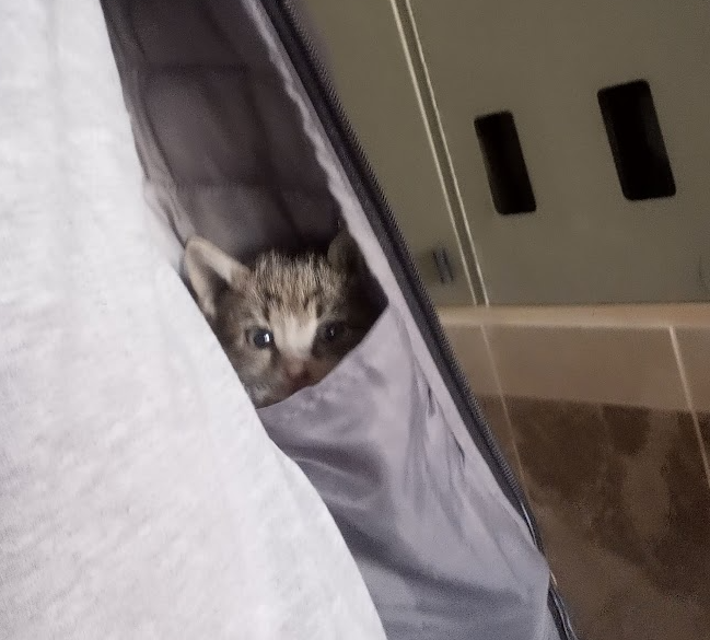cat17