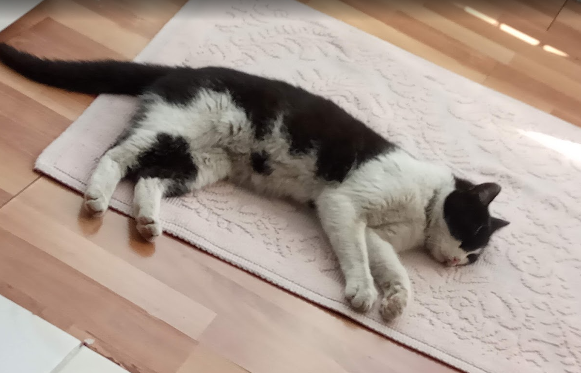 cat18