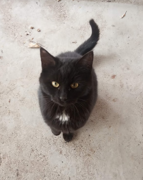 cat19