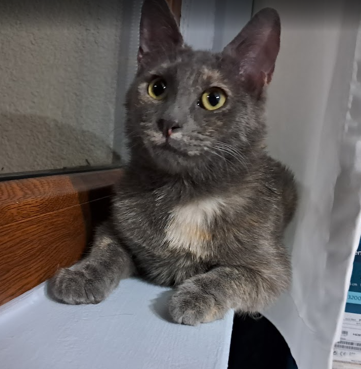 cat2