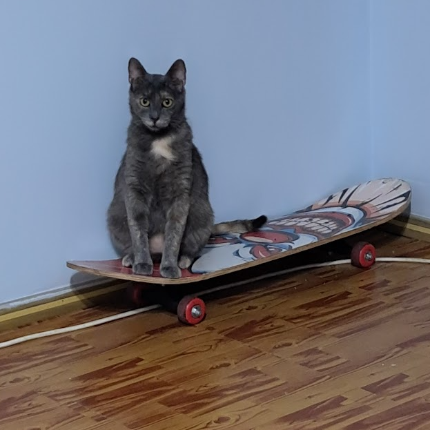 cat20