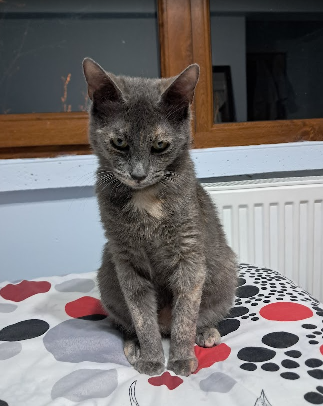 cat3