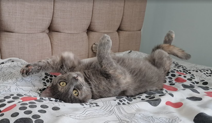 cat4
