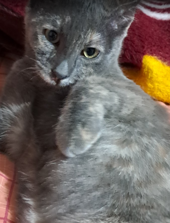 cat7