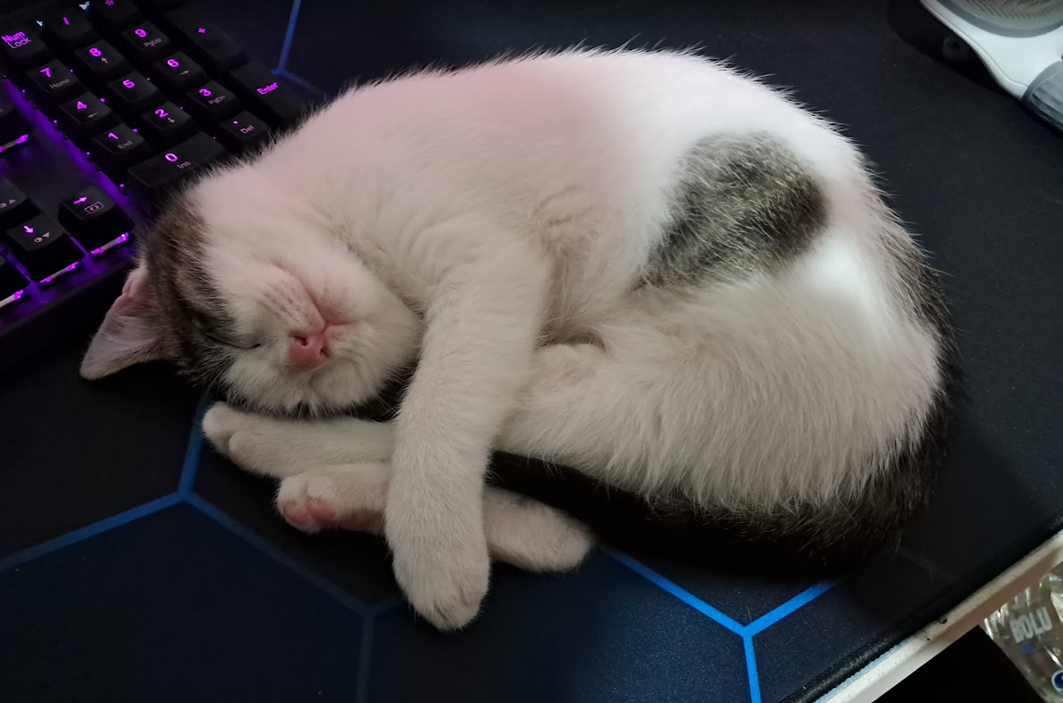 cat9
